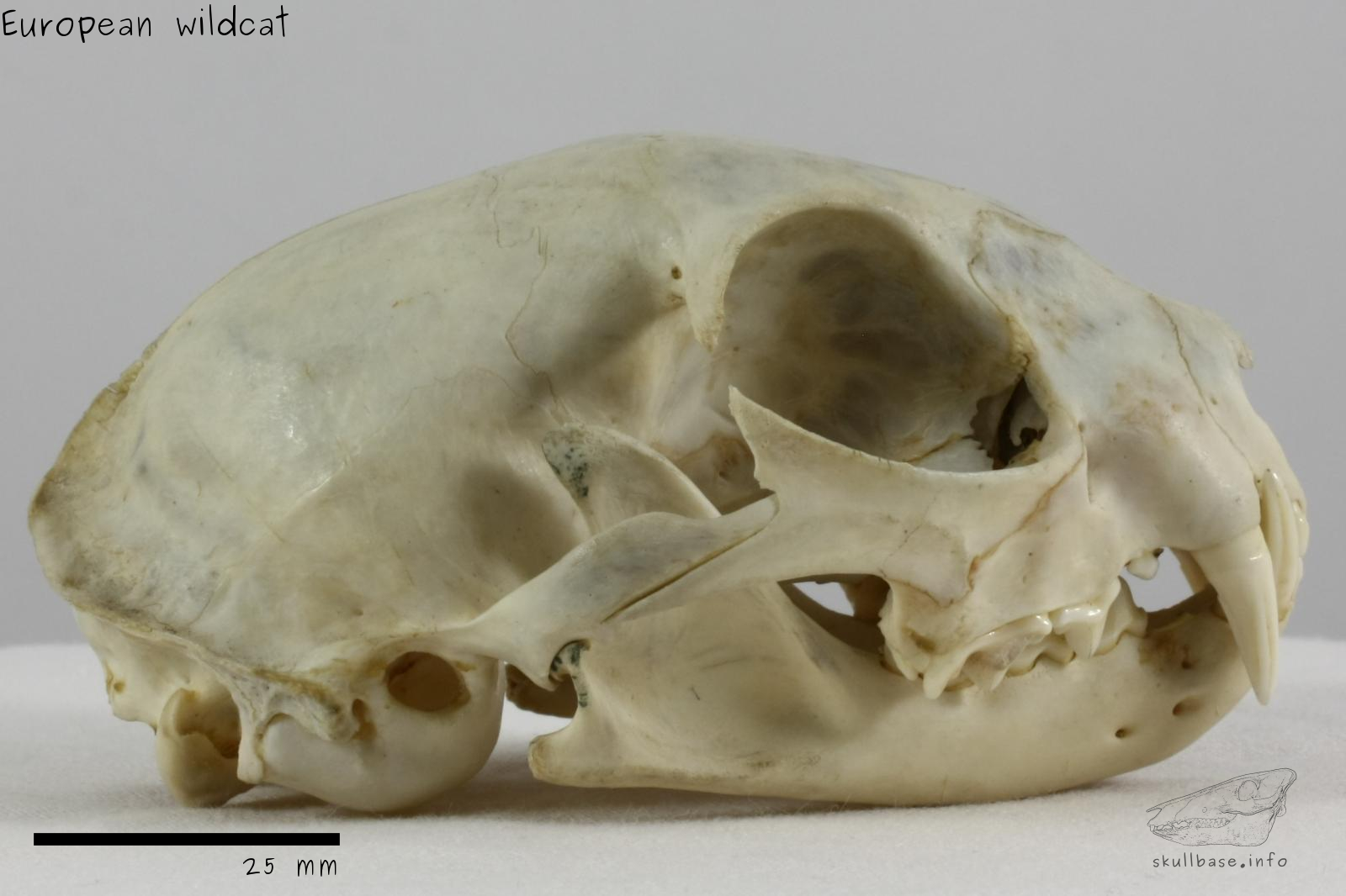 European wildcat (Felis silvestris silvestris) skull lateral view