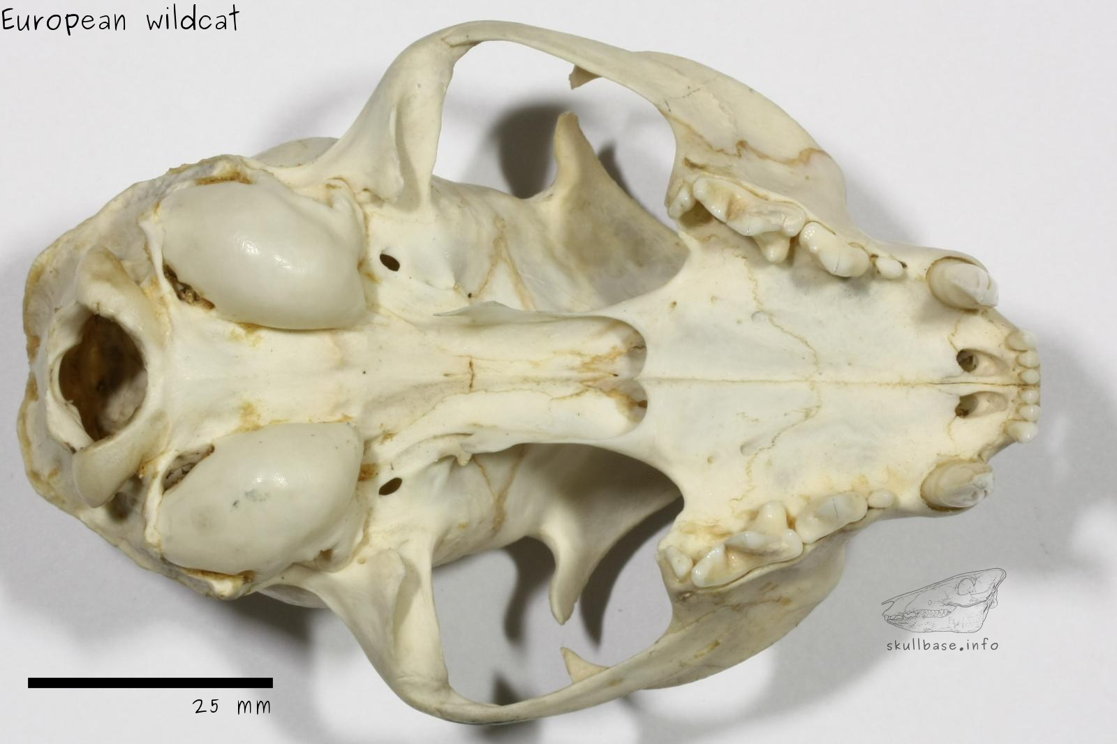 European wildcat (Felis silvestris silvestris) skull ventral view