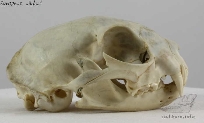 European wildcat (Felis silvestris silvestris) skull