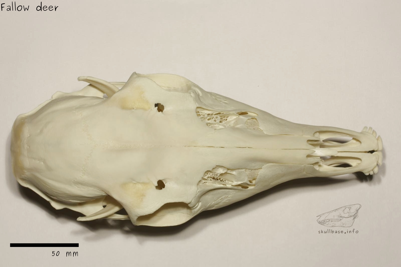 Fallow deer (Dama dama) skull dorsal view