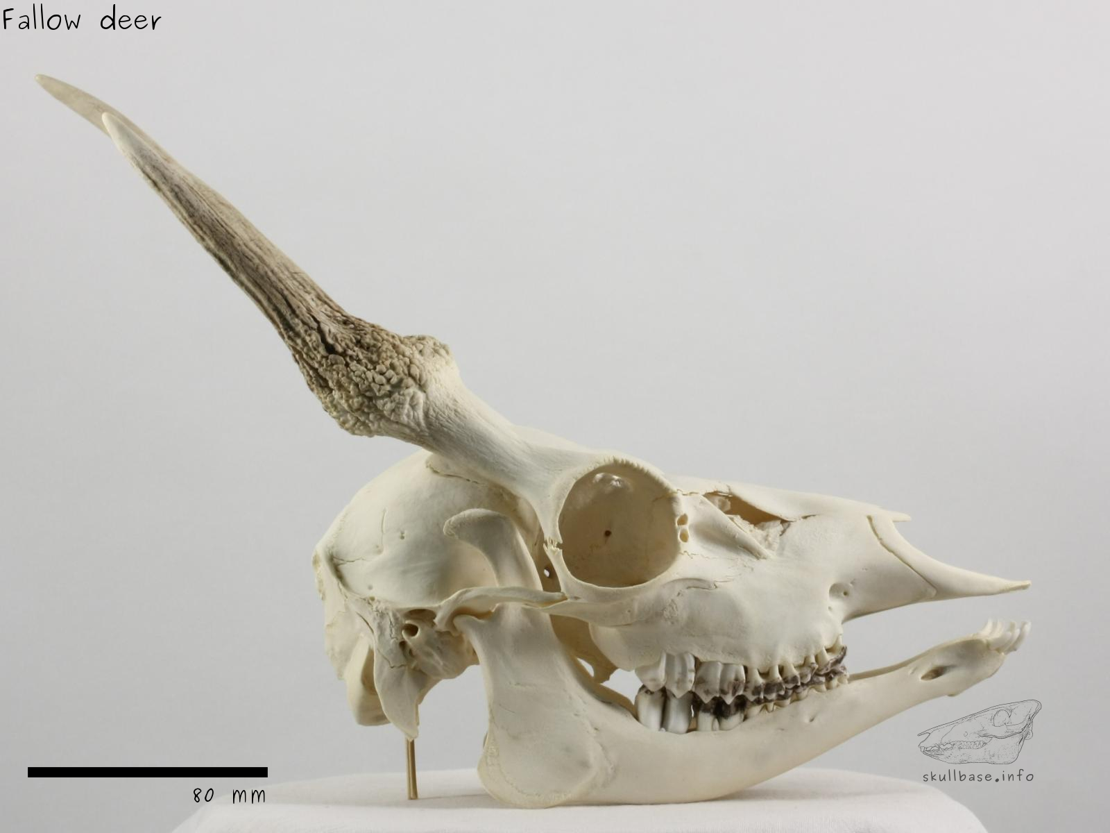 Fallow deer (Dama dama) skull lateral view