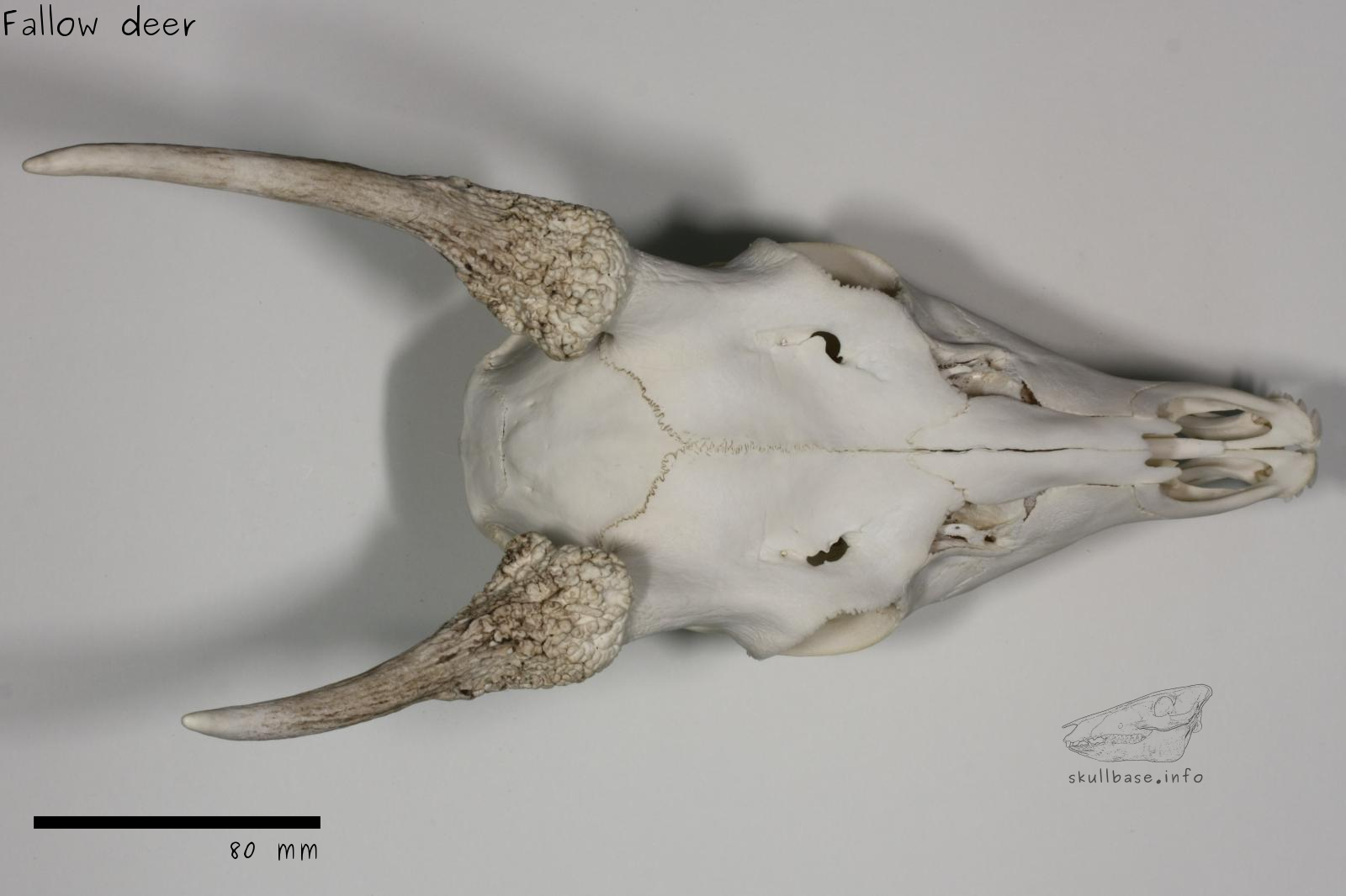 Fallow deer (Dama dama) skull dorsal view