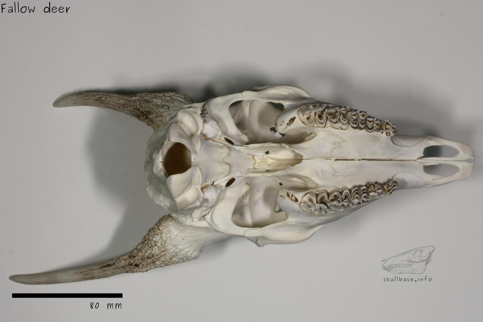 Fallow deer (Dama dama) skull ventral view
