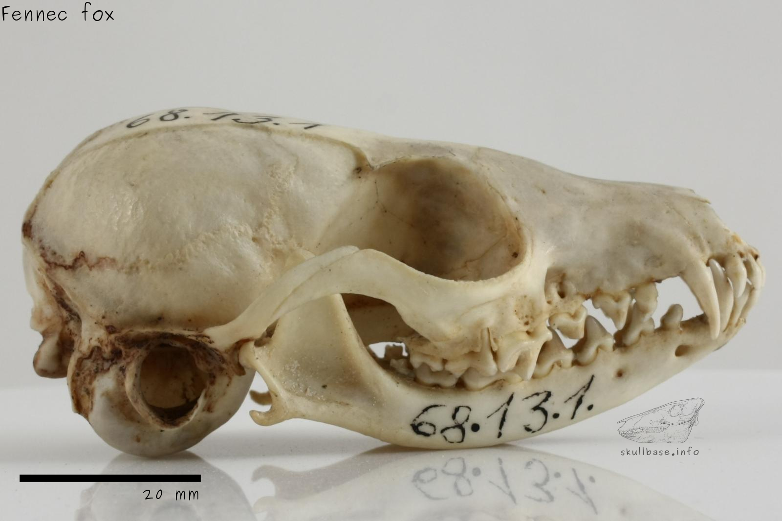 Fennec fox (Vulpes zerda) skull lateral view