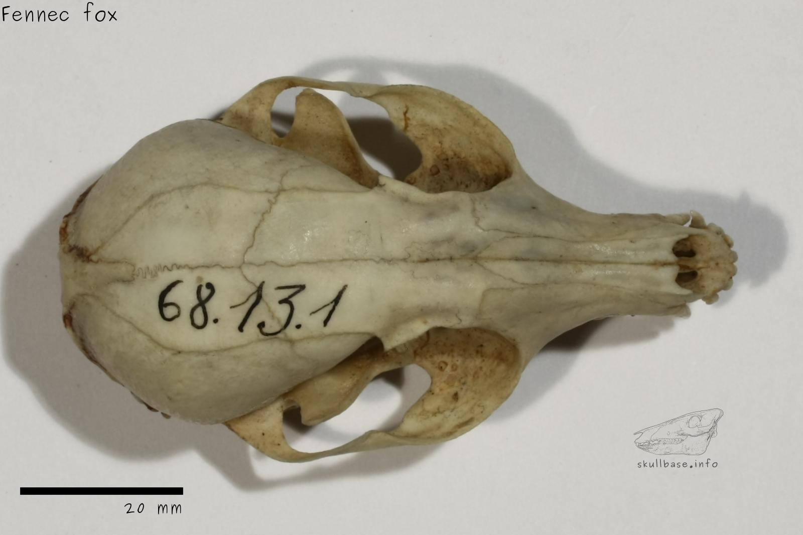 Fennec fox (Vulpes zerda) skull dorsal view
