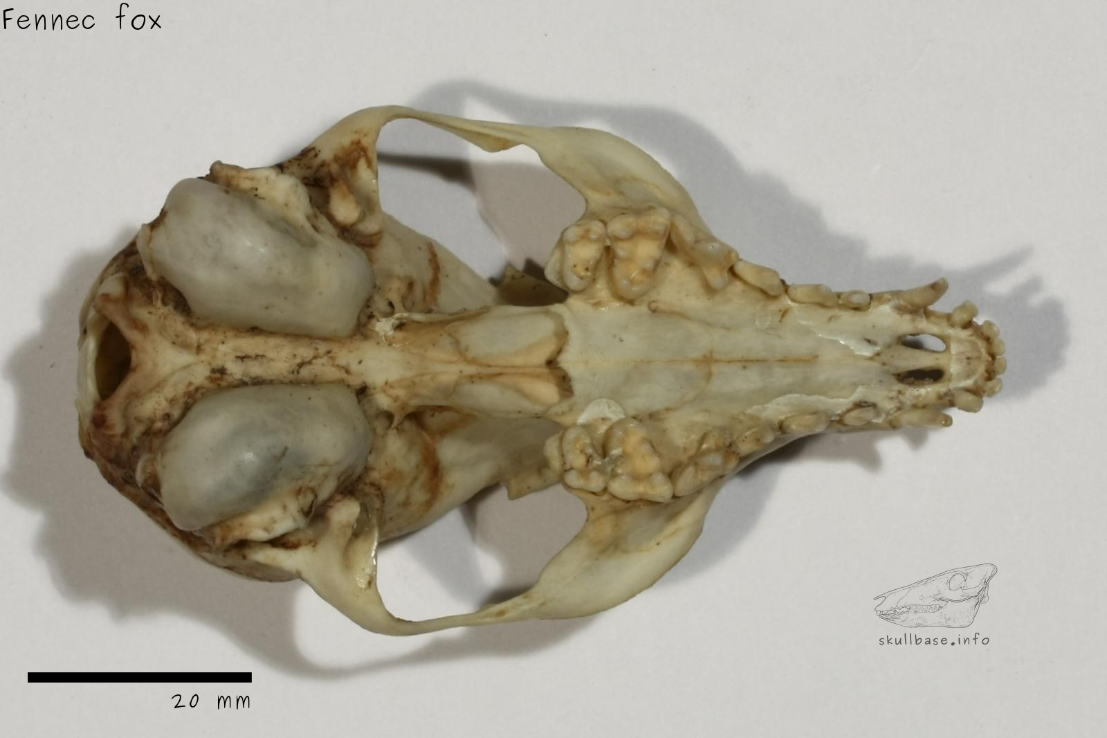 Fennec fox (Vulpes zerda) skull ventral view