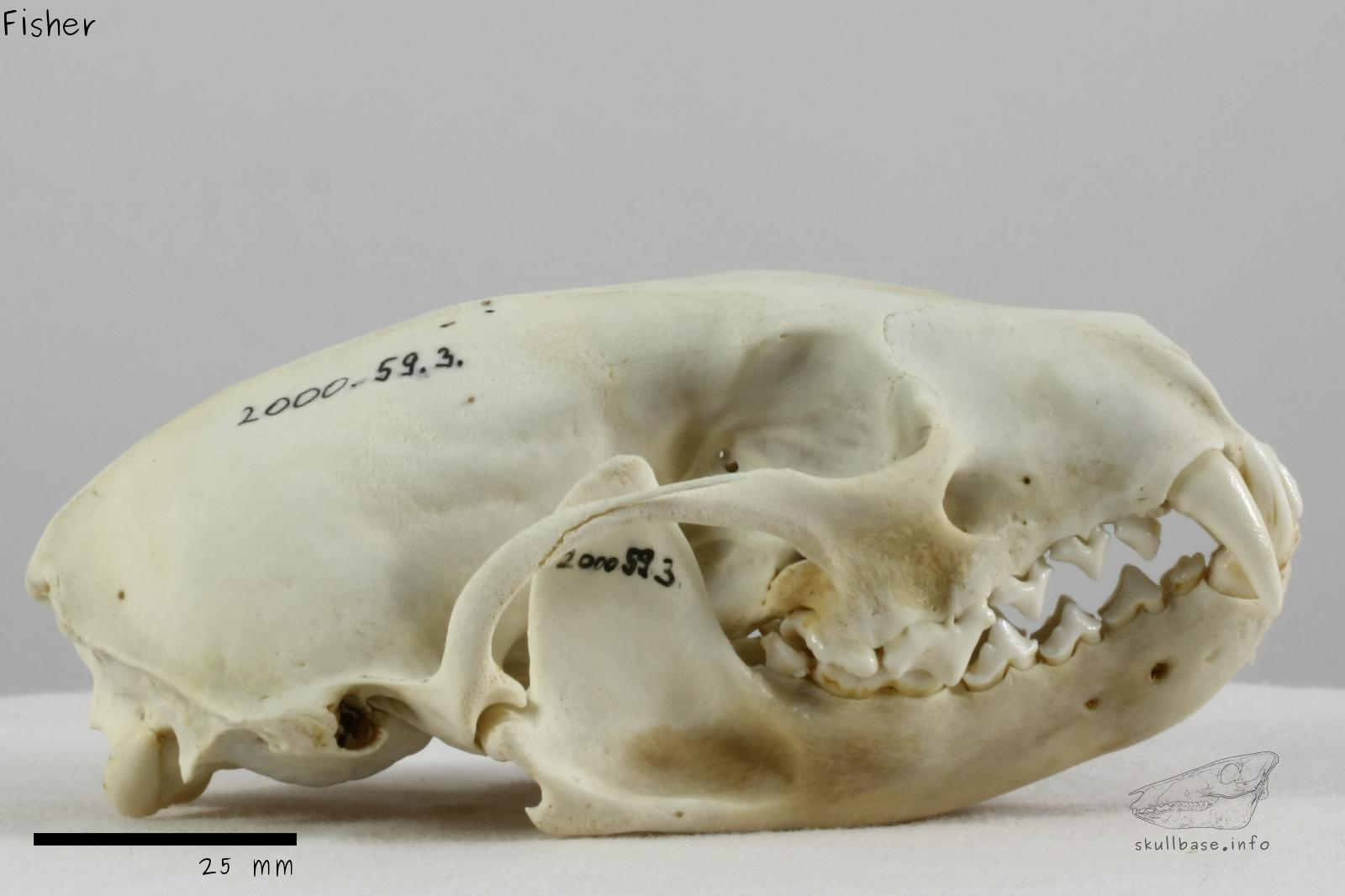 Fisher (Pekania pennanti) skull lateral view