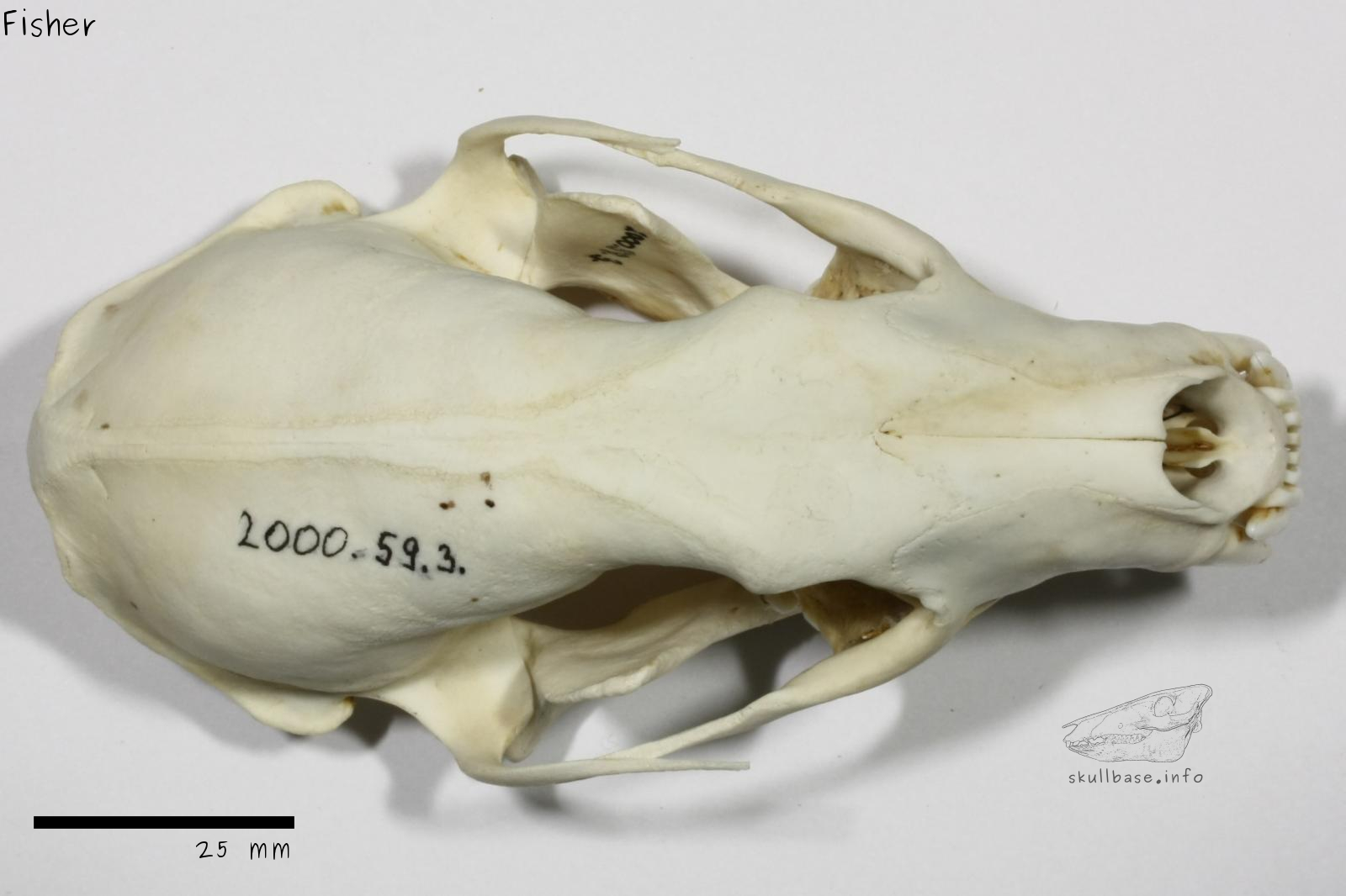Fisher (Pekania pennanti) skull dorsal view