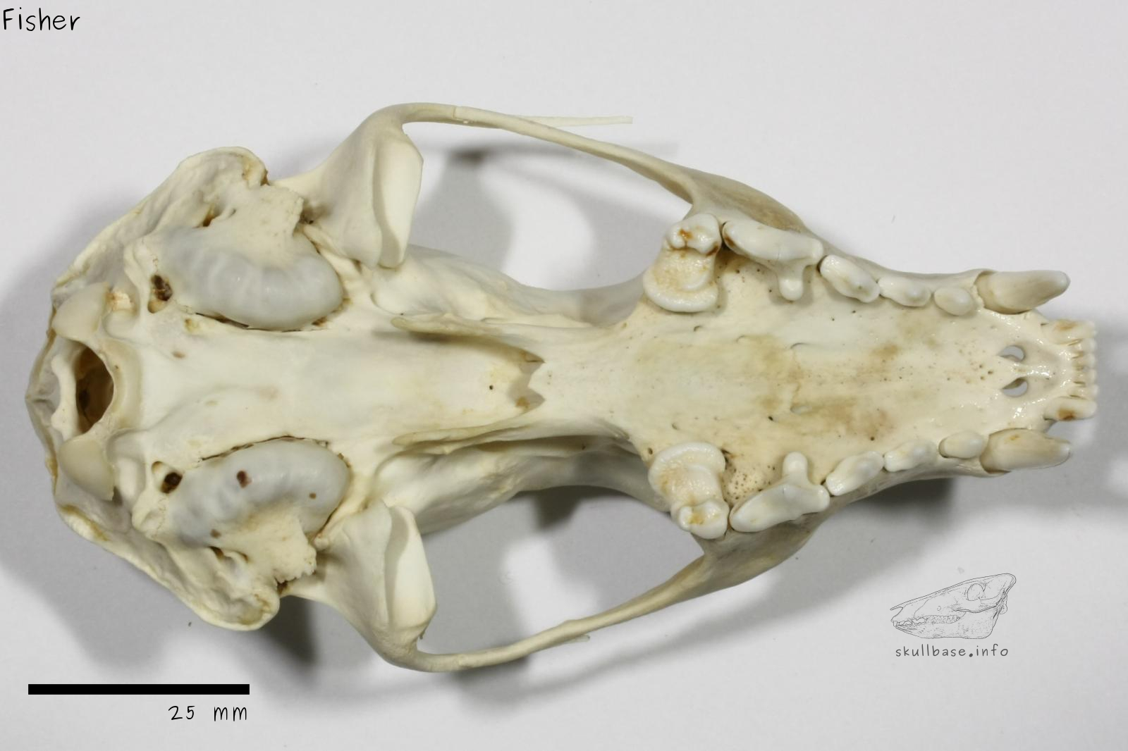 Fisher (Pekania pennanti) skull ventral view