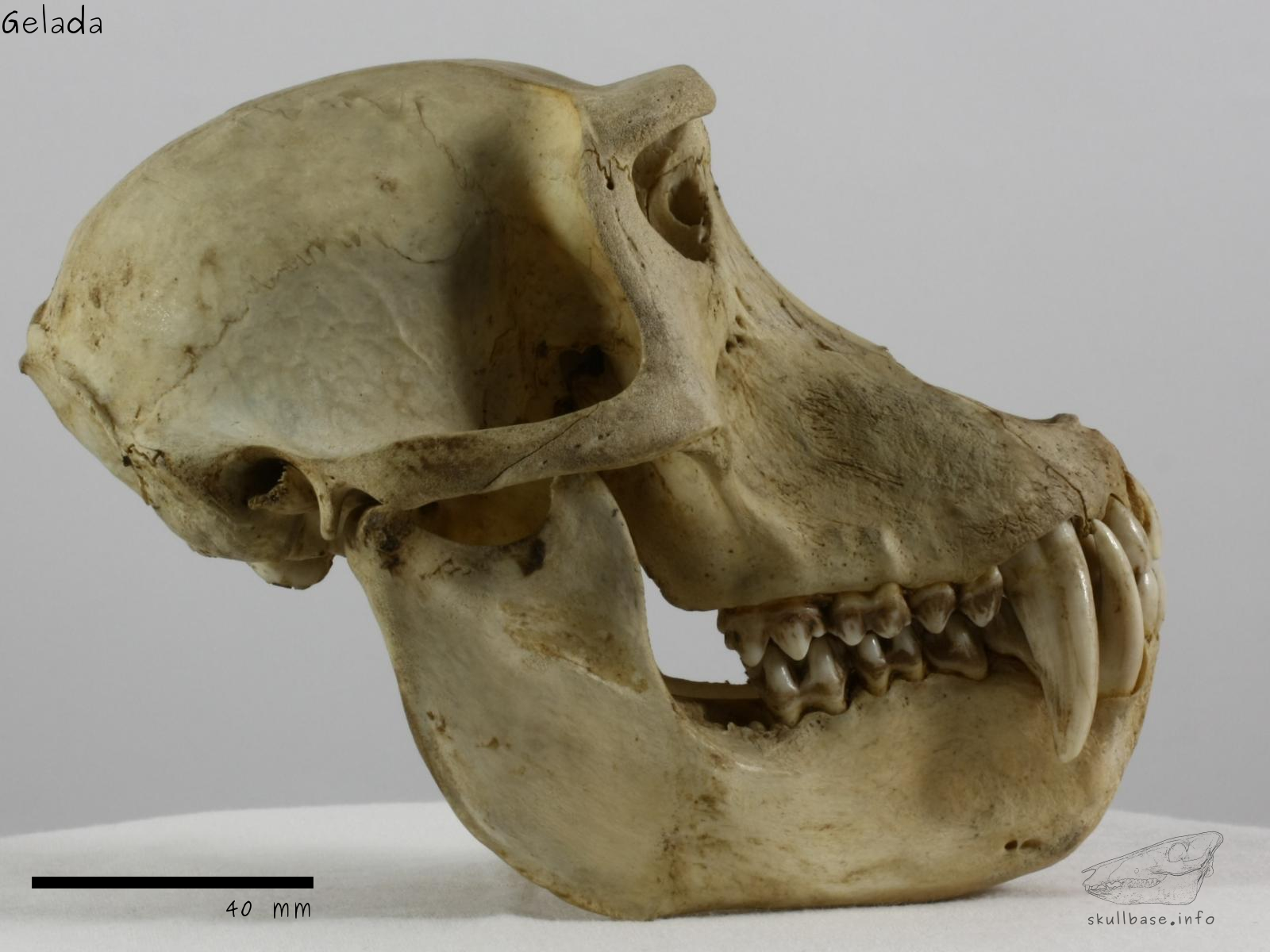 Gelada (Theropithecus gelada) skull lateral view