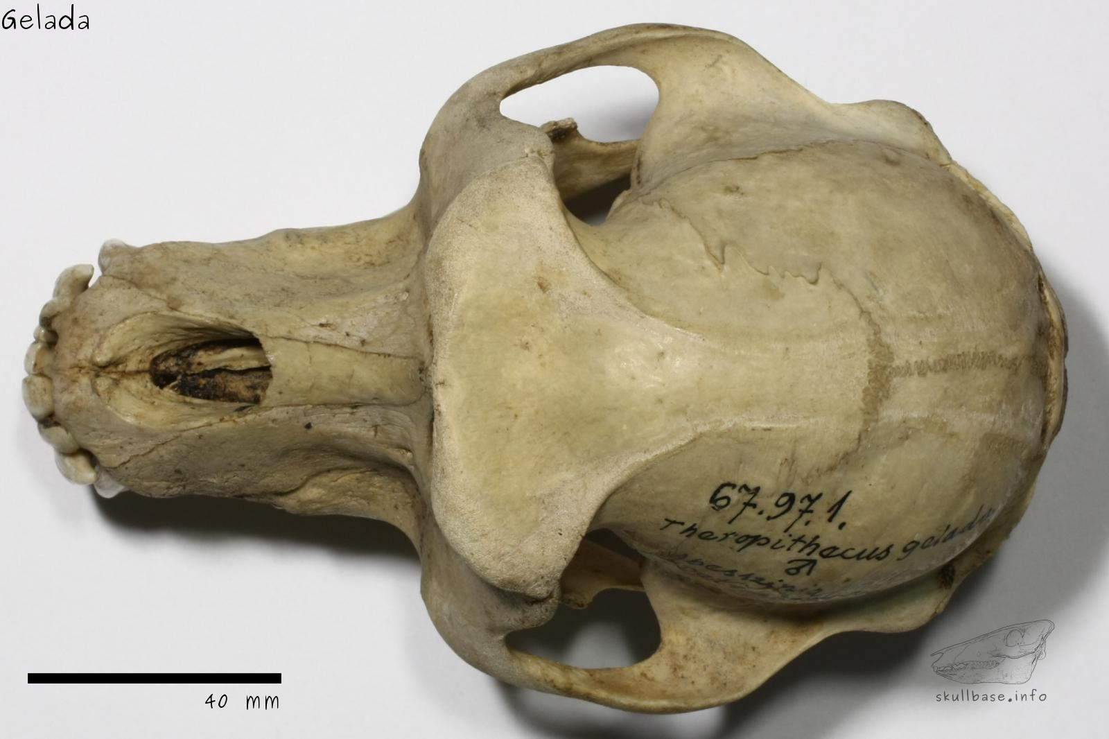 Gelada (Theropithecus gelada) skull dorsal view