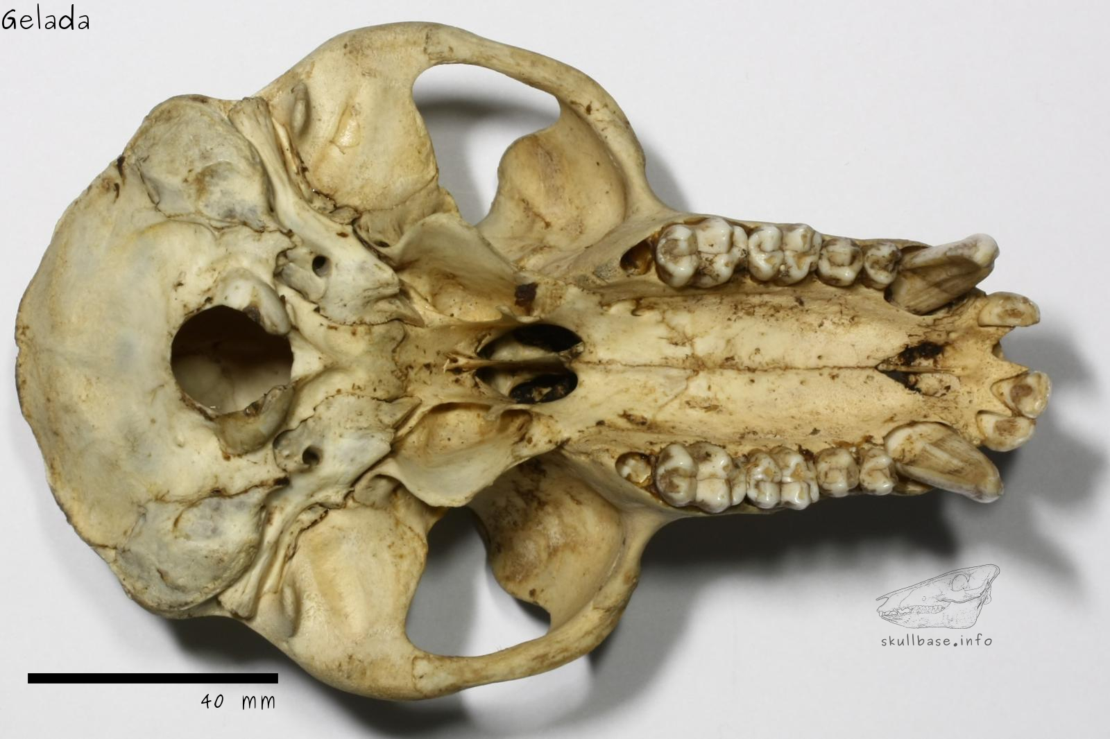 Gelada (Theropithecus gelada) skull ventral view