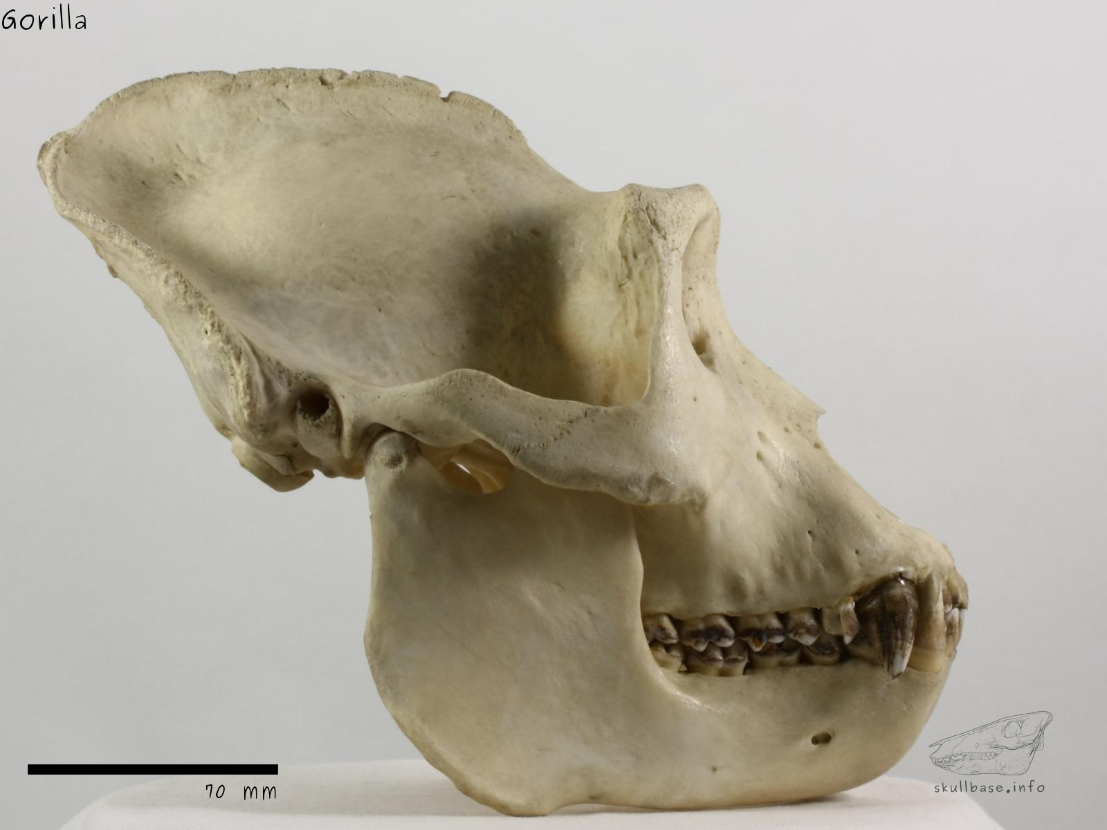 Gorilla (Gorilla gorilla) skull lateral view