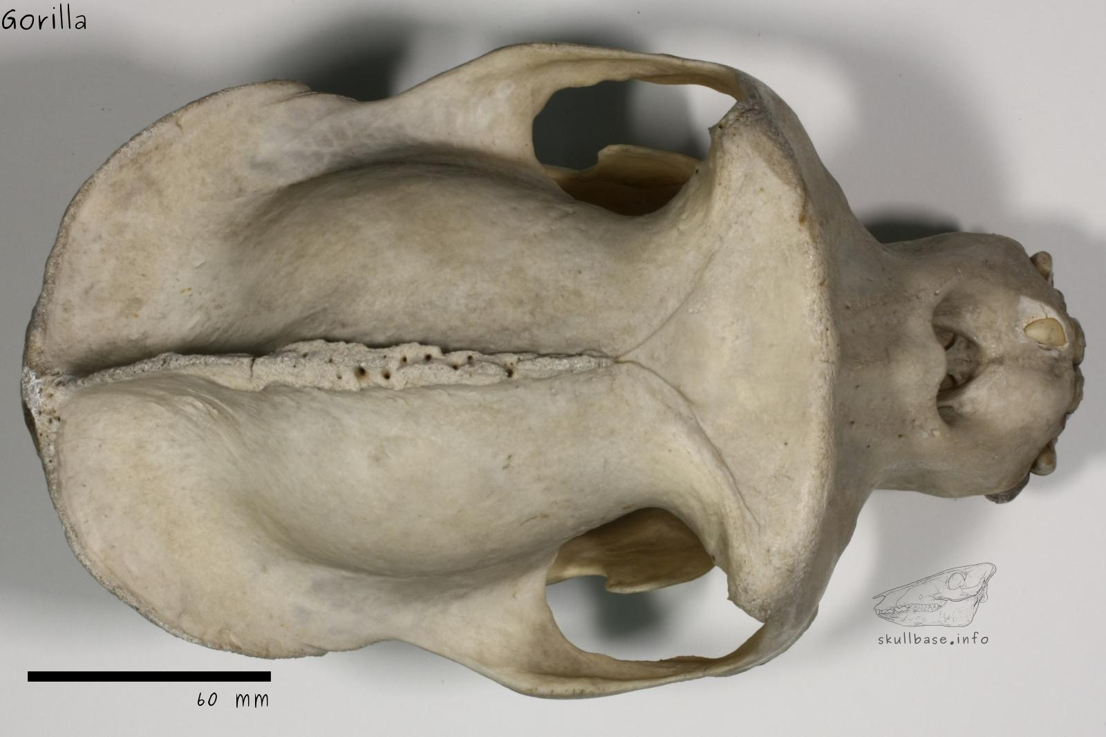 Gorilla (Gorilla gorilla) skull dorsal view