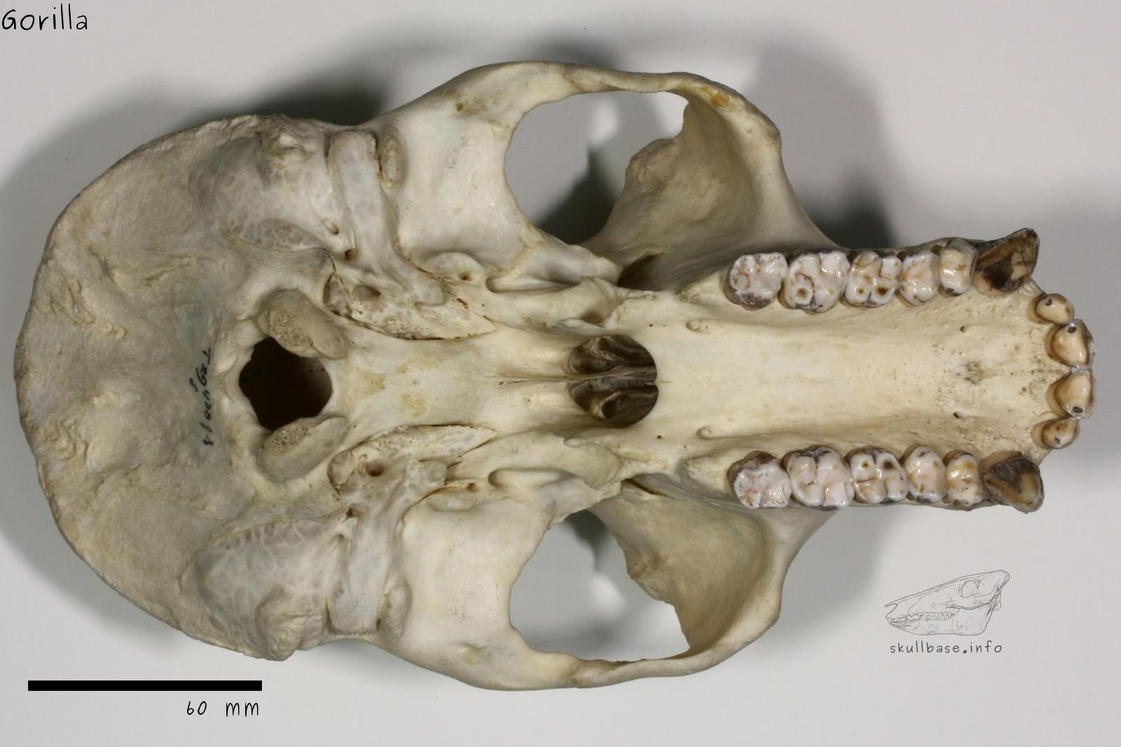 Gorilla (Gorilla gorilla) skull ventral view