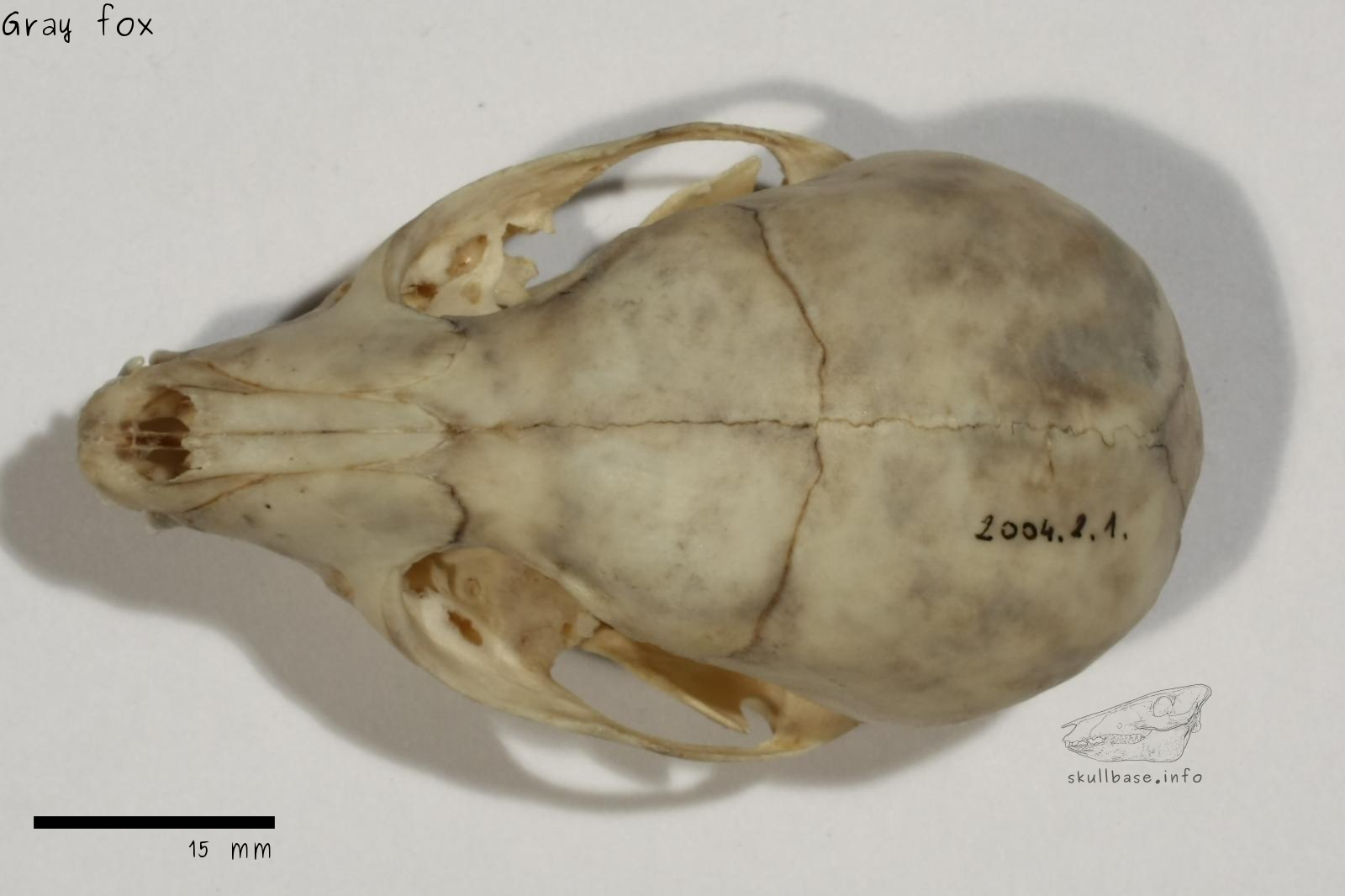 Gray fox (Urocyon cinereoargenteus) skull dorsal view