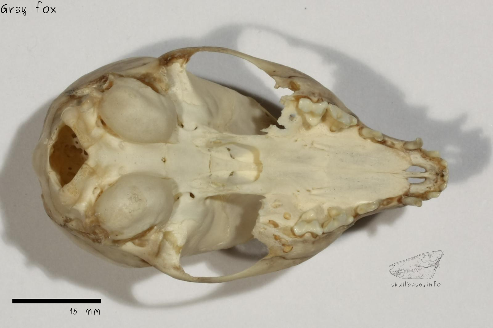 Gray fox (Urocyon cinereoargenteus) skull ventral view