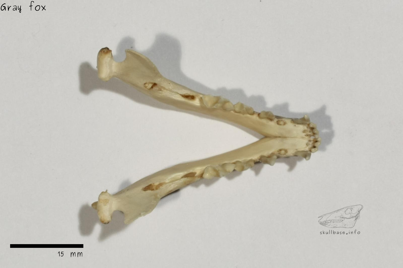 Gray fox (Urocyon cinereoargenteus) jaw
