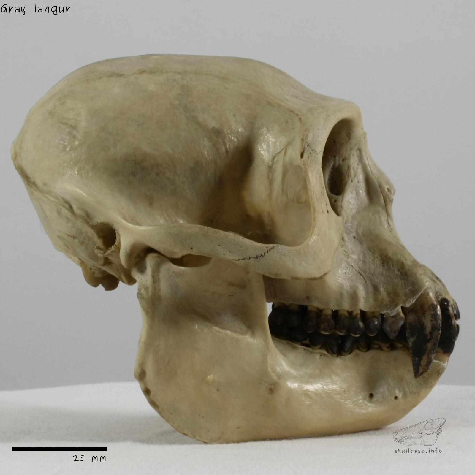 Gray langur (Semnopithecus entellus) skull lateral view