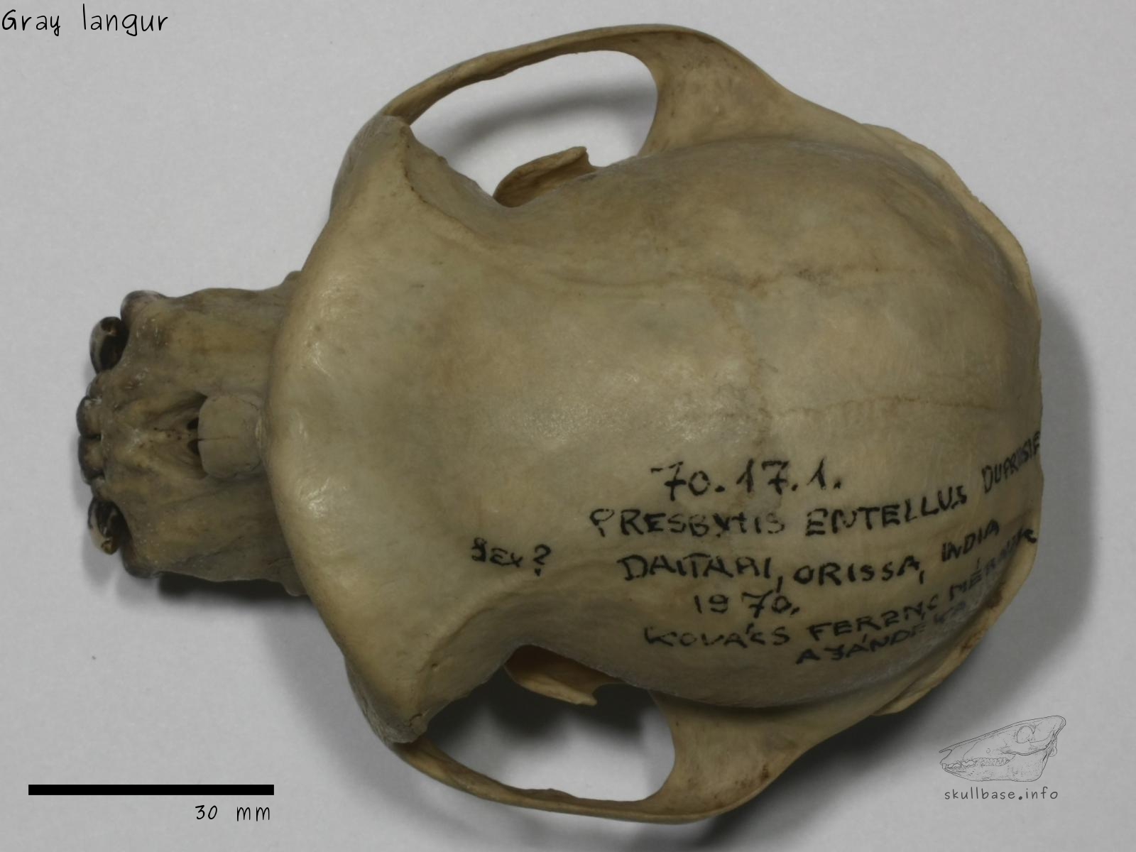 Gray langur (Semnopithecus entellus) skull dorsal view