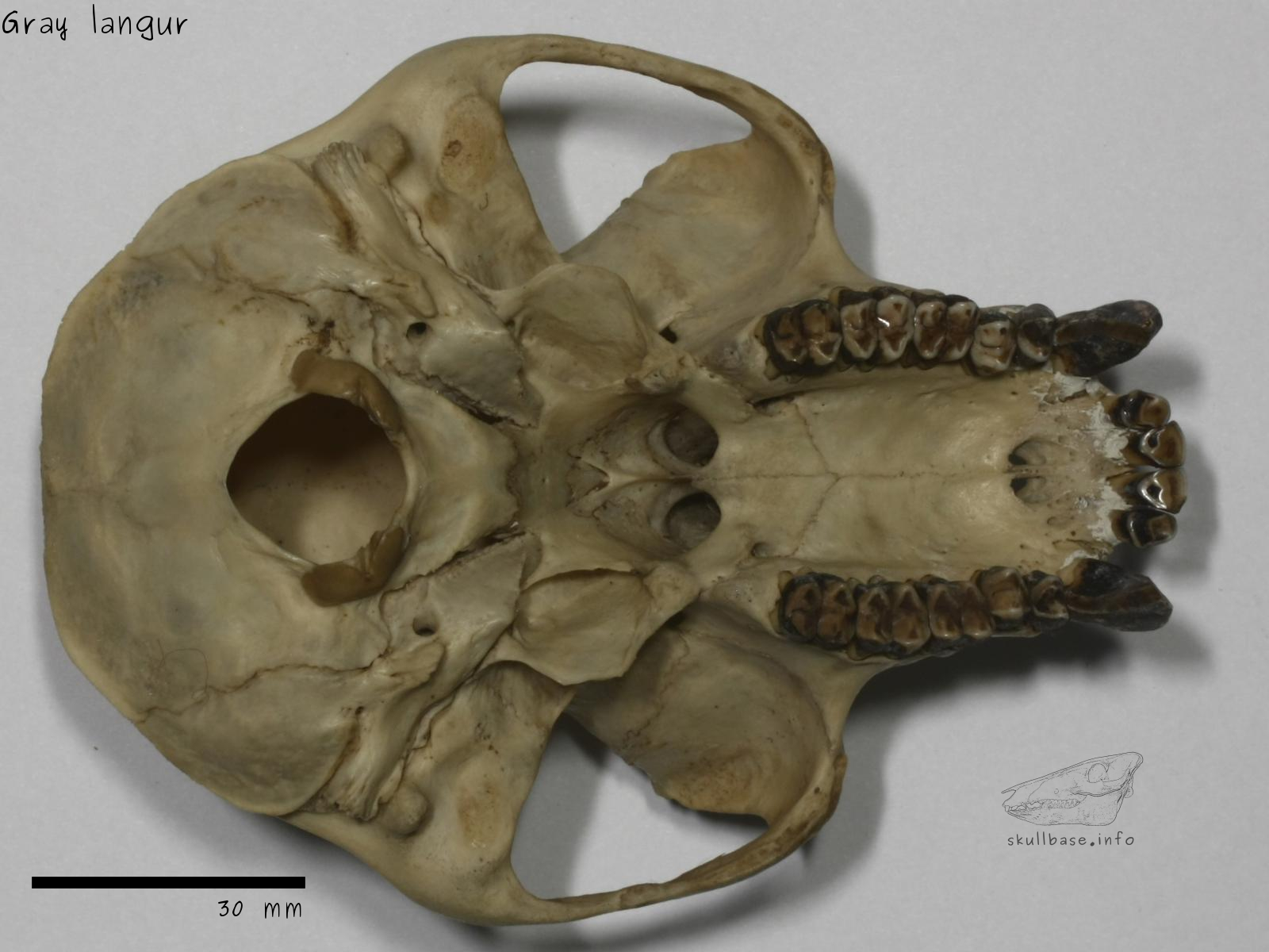 Gray langur (Semnopithecus entellus) skull ventral view