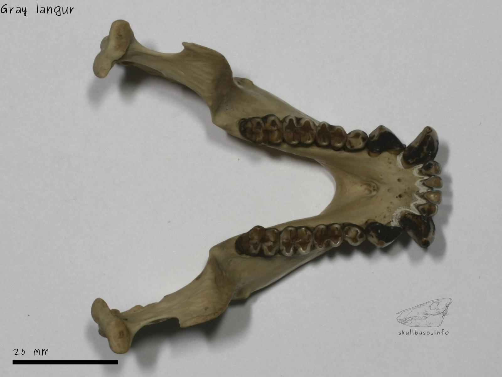 Gray langur (Semnopithecus entellus) jaw