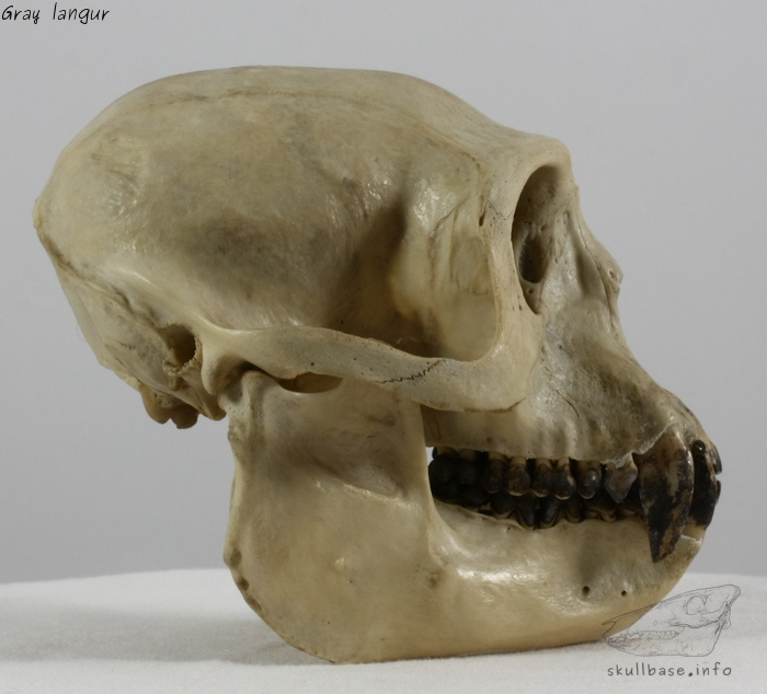 Gray langur (Semnopithecus entellus) skull