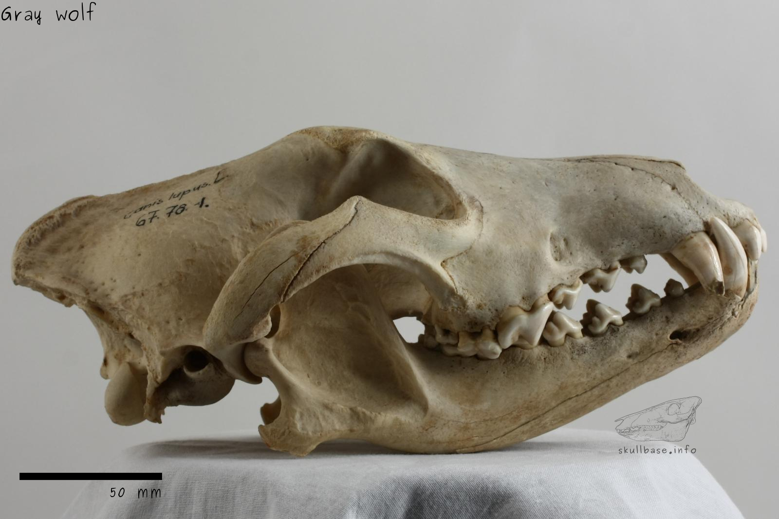 Gray wolf (Canis lupus) skull lateral view