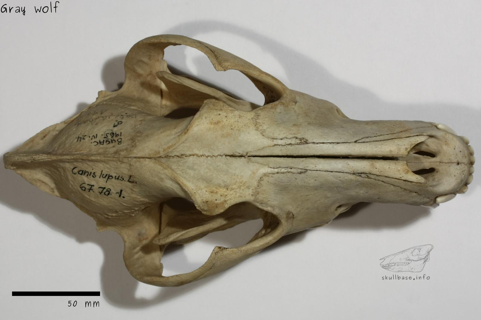 Gray wolf (Canis lupus) skull dorsal view