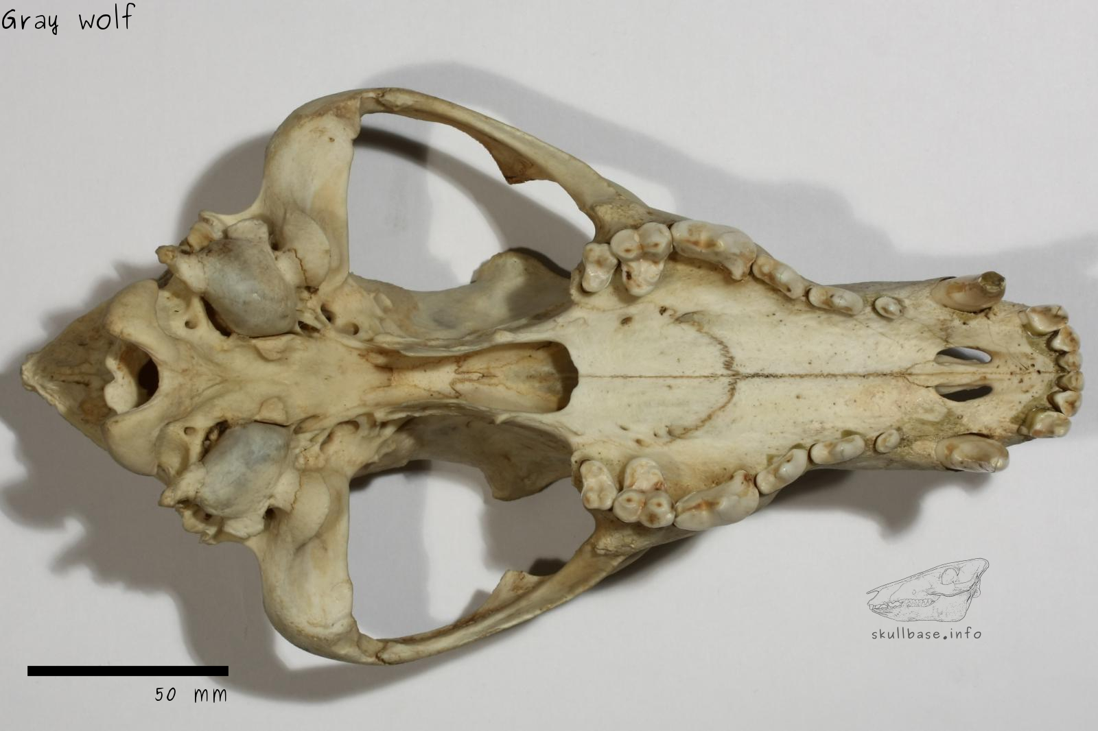Gray wolf (Canis lupus) skull ventral view