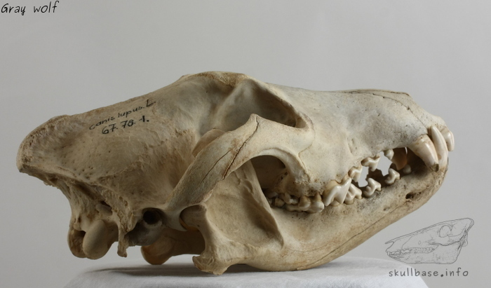 wolf skull measurements