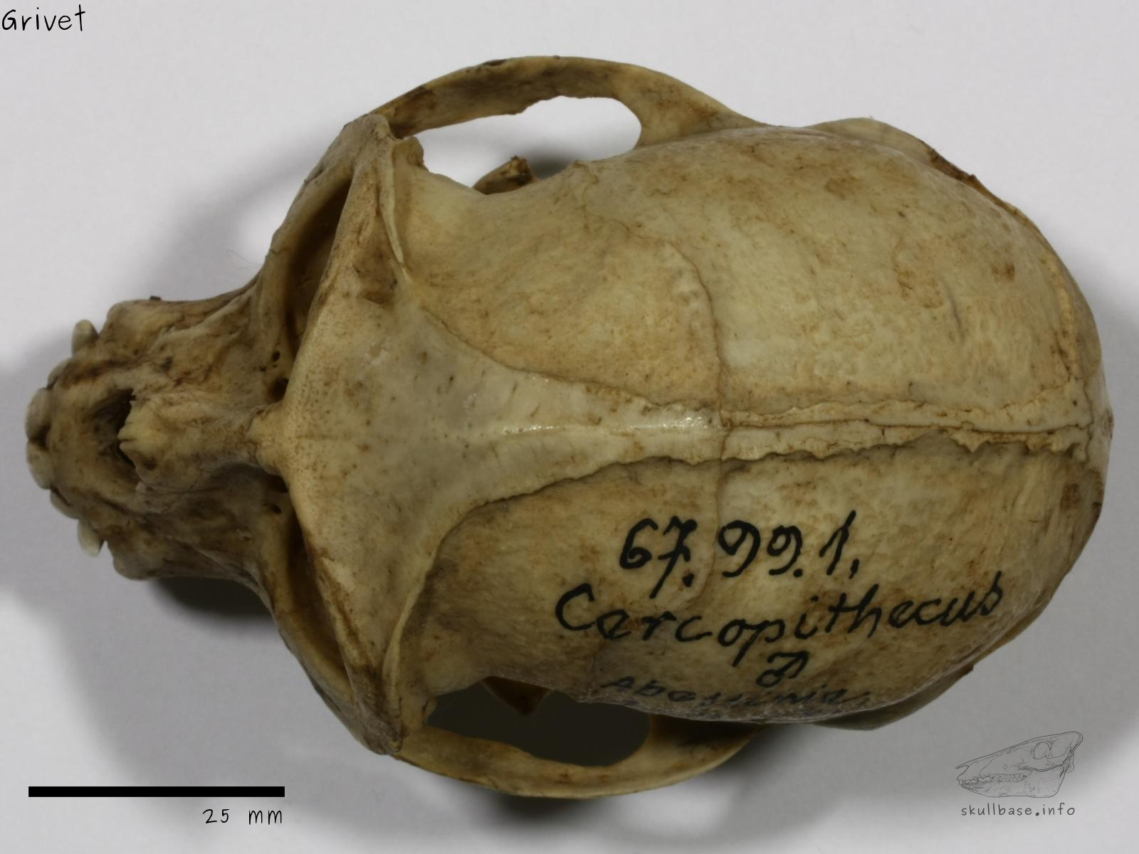 Grivet (Chlorocebus aethiops) skull dorsal view