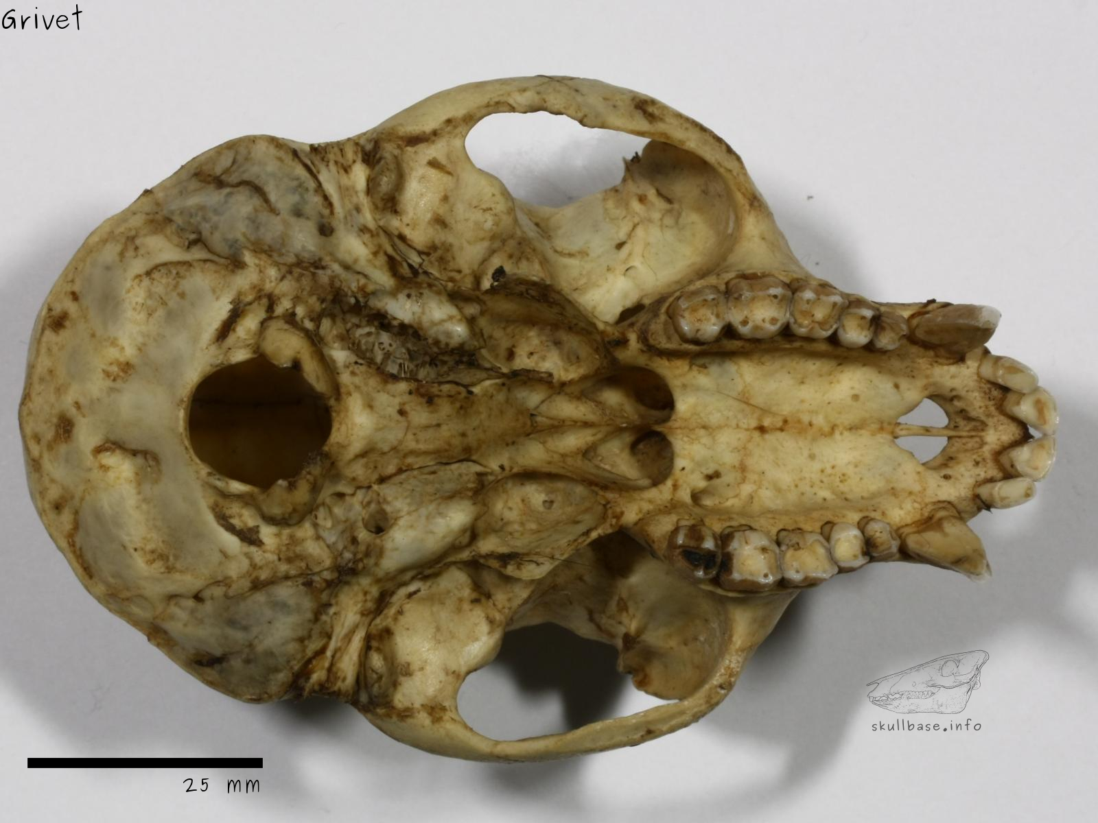 Grivet (Chlorocebus aethiops) skull ventral view
