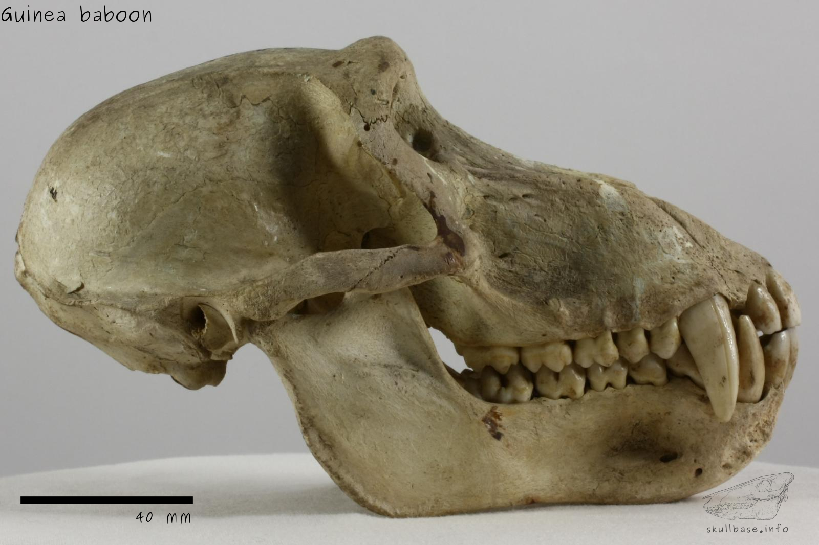 Guinea baboon (Papio papio) skull lateral view