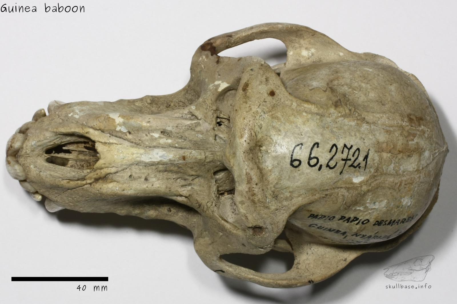 Guinea baboon (Papio papio) skull dorsal view