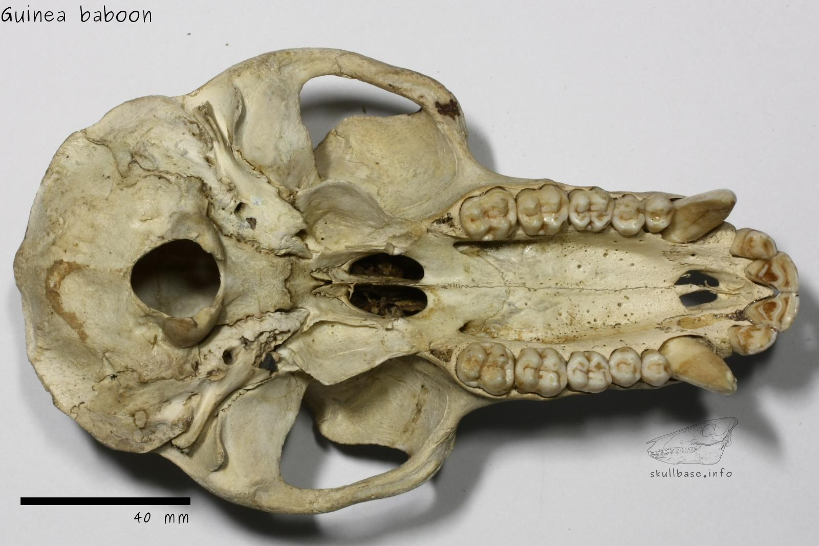 Guinea baboon (Papio papio) skull ventral view