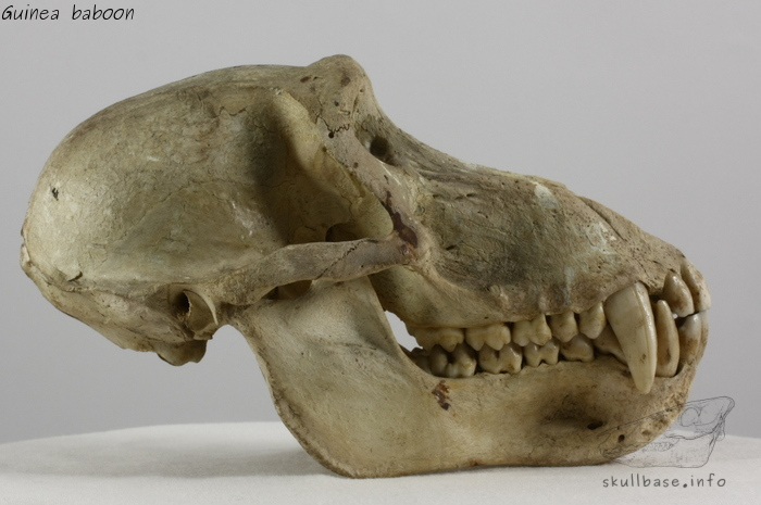 Guinea baboon (Papio papio) skull