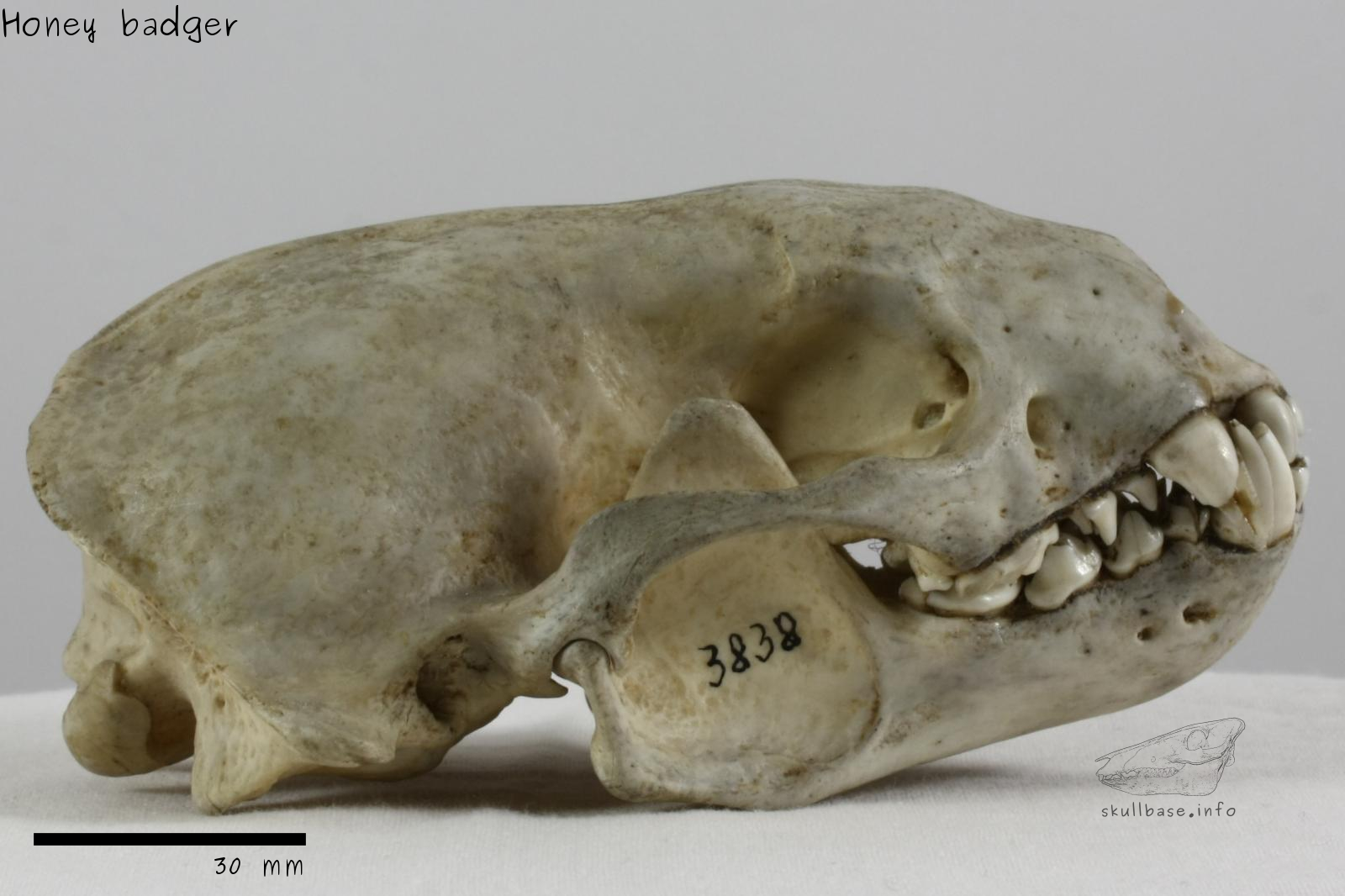 Honey badger (Mellivora capensis) skull lateral view