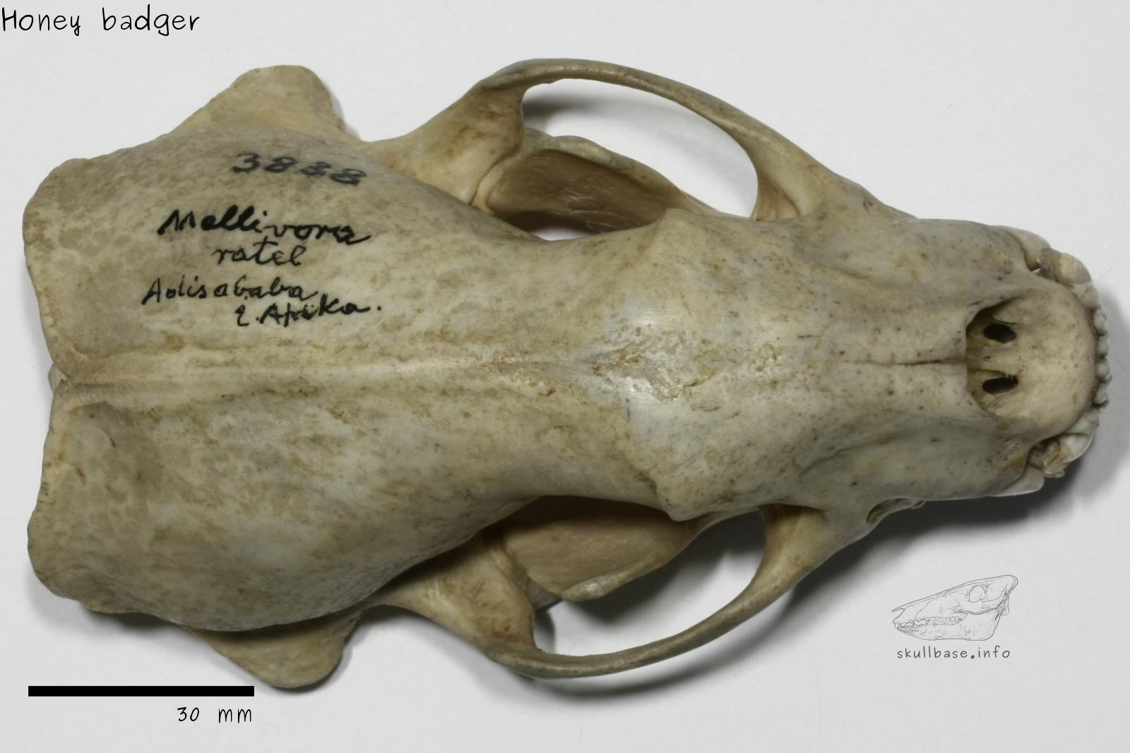 Honey badger (Mellivora capensis) skull dorsal view