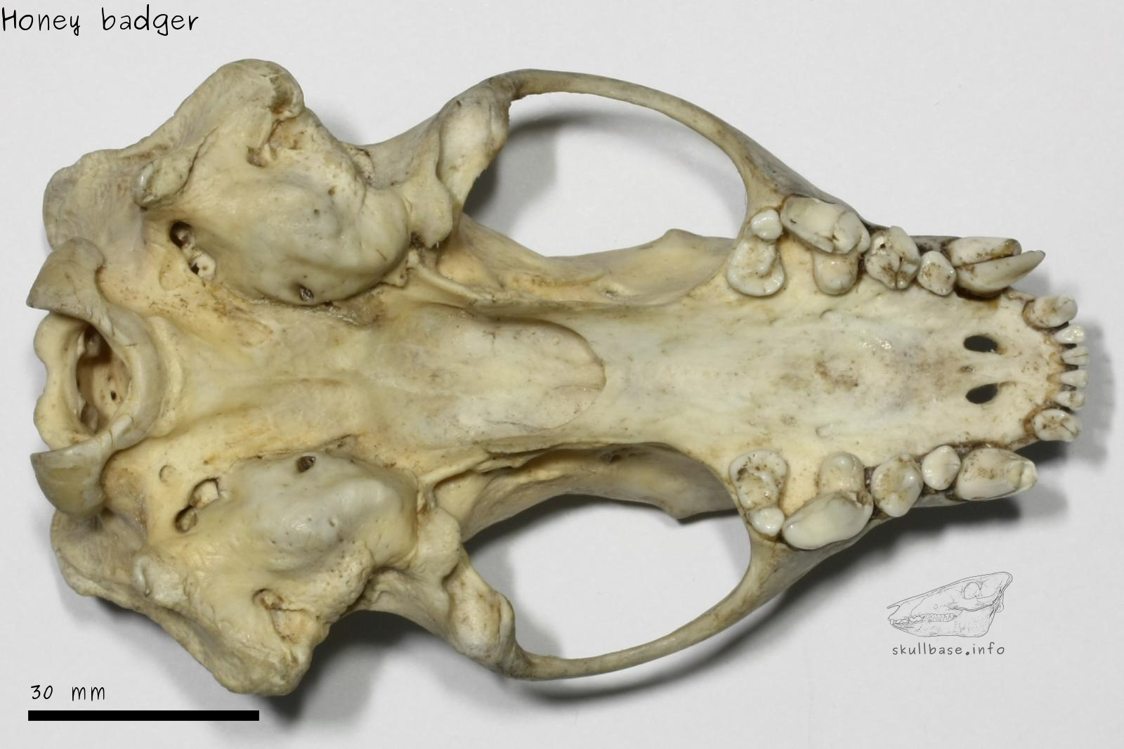 Honey badger (Mellivora capensis) skull ventral view