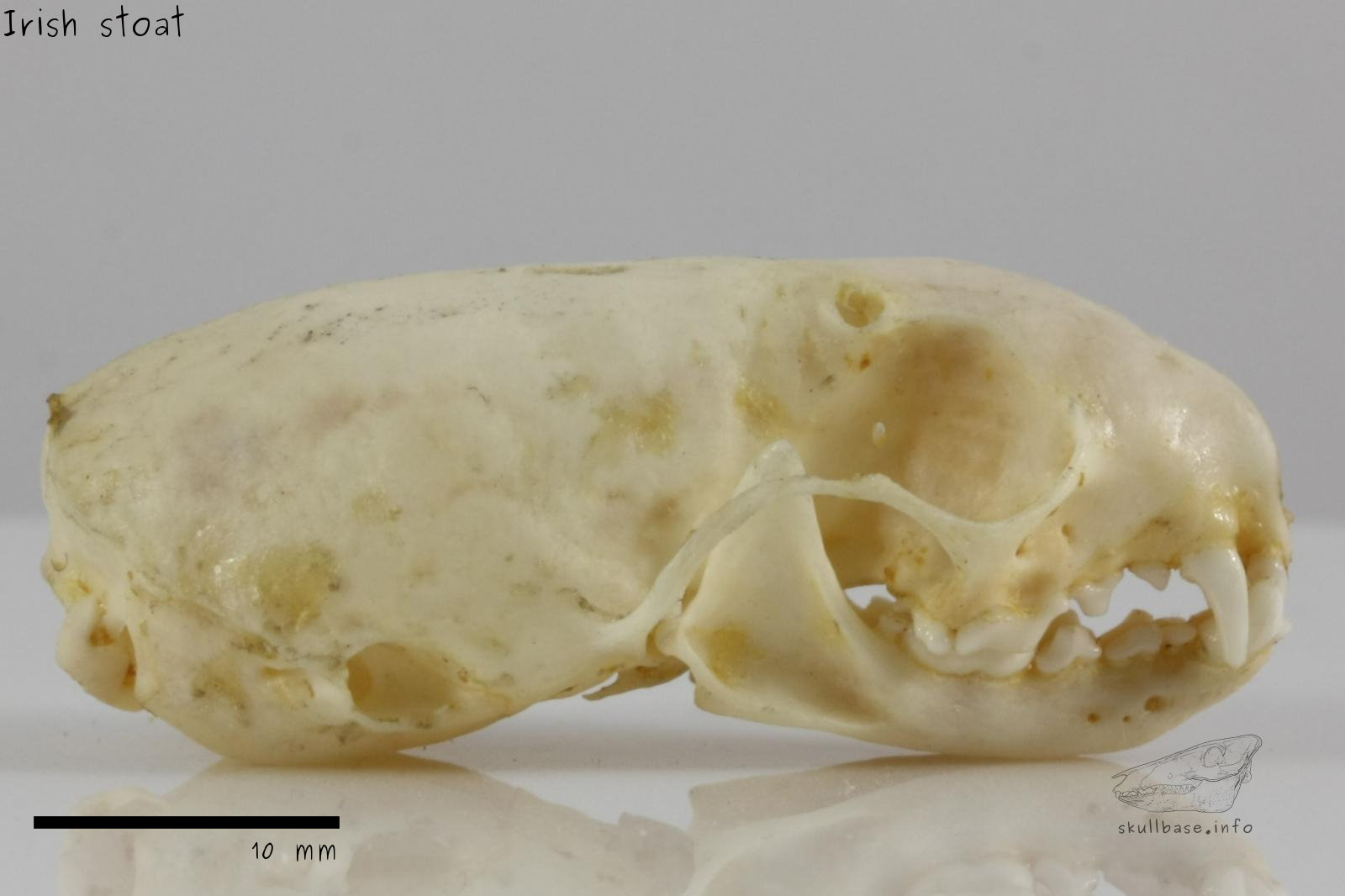 Irish stoat (Mustela erminea hibernica) skull lateral view