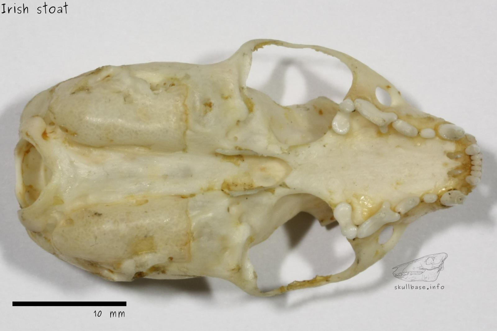 Irish stoat (Mustela erminea hibernica) skull ventral view