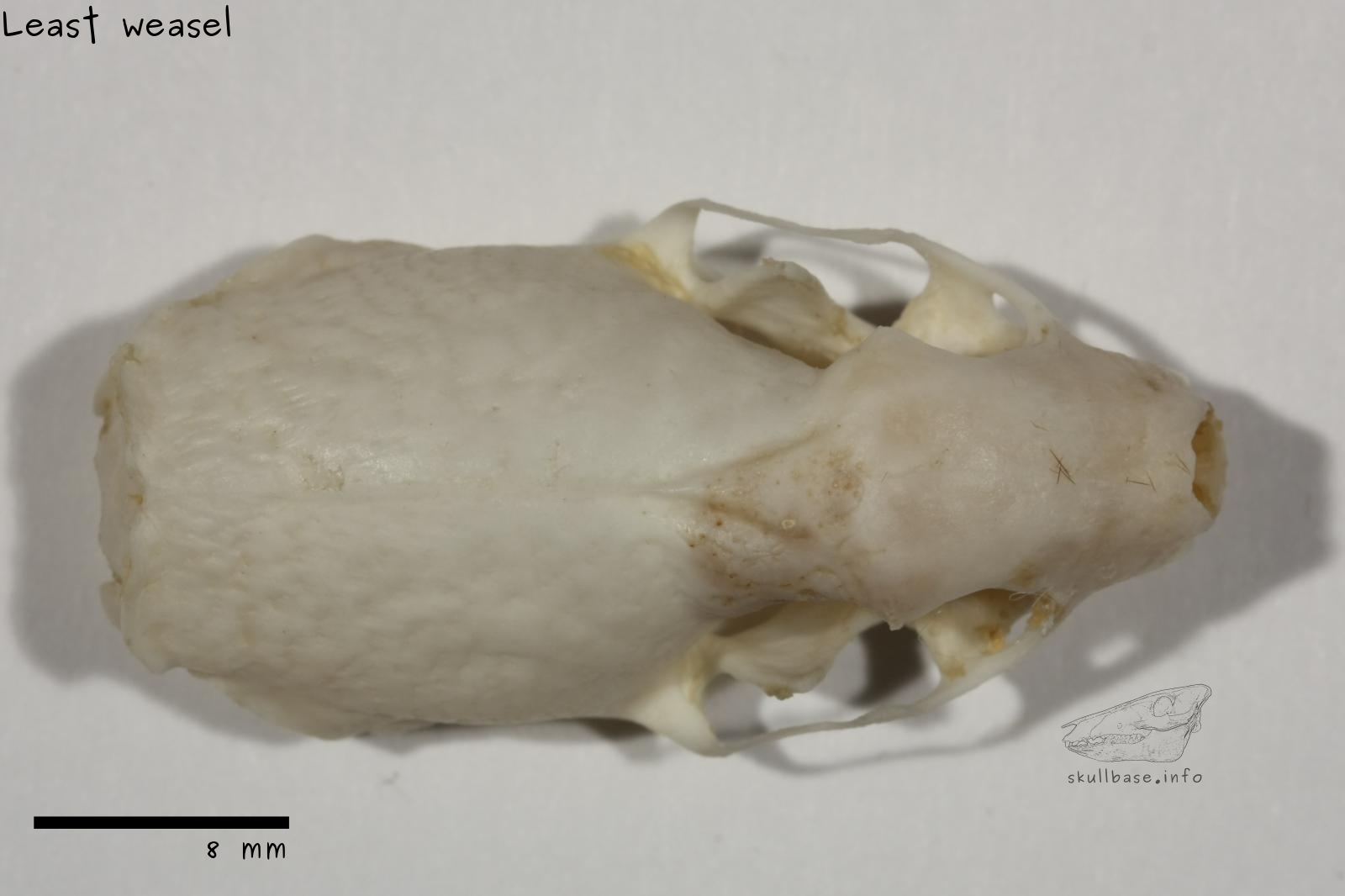 Least weasel (Mustela nivalis) skull dorsal view