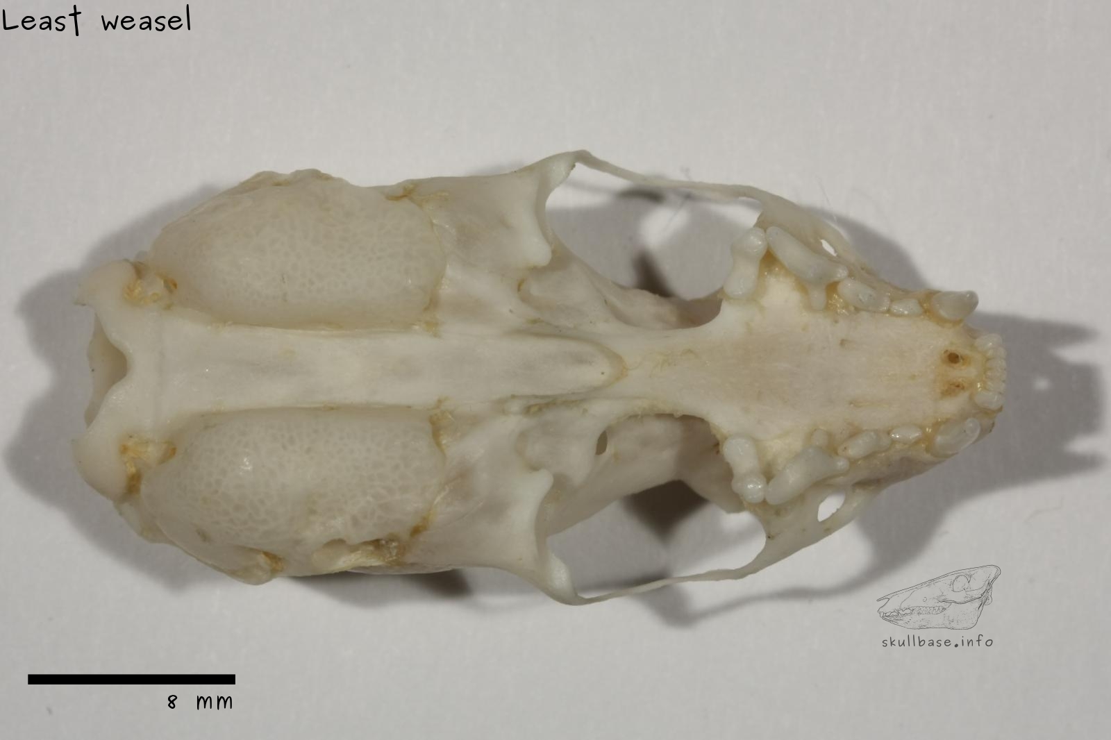 Least weasel (Mustela nivalis) skull ventral view