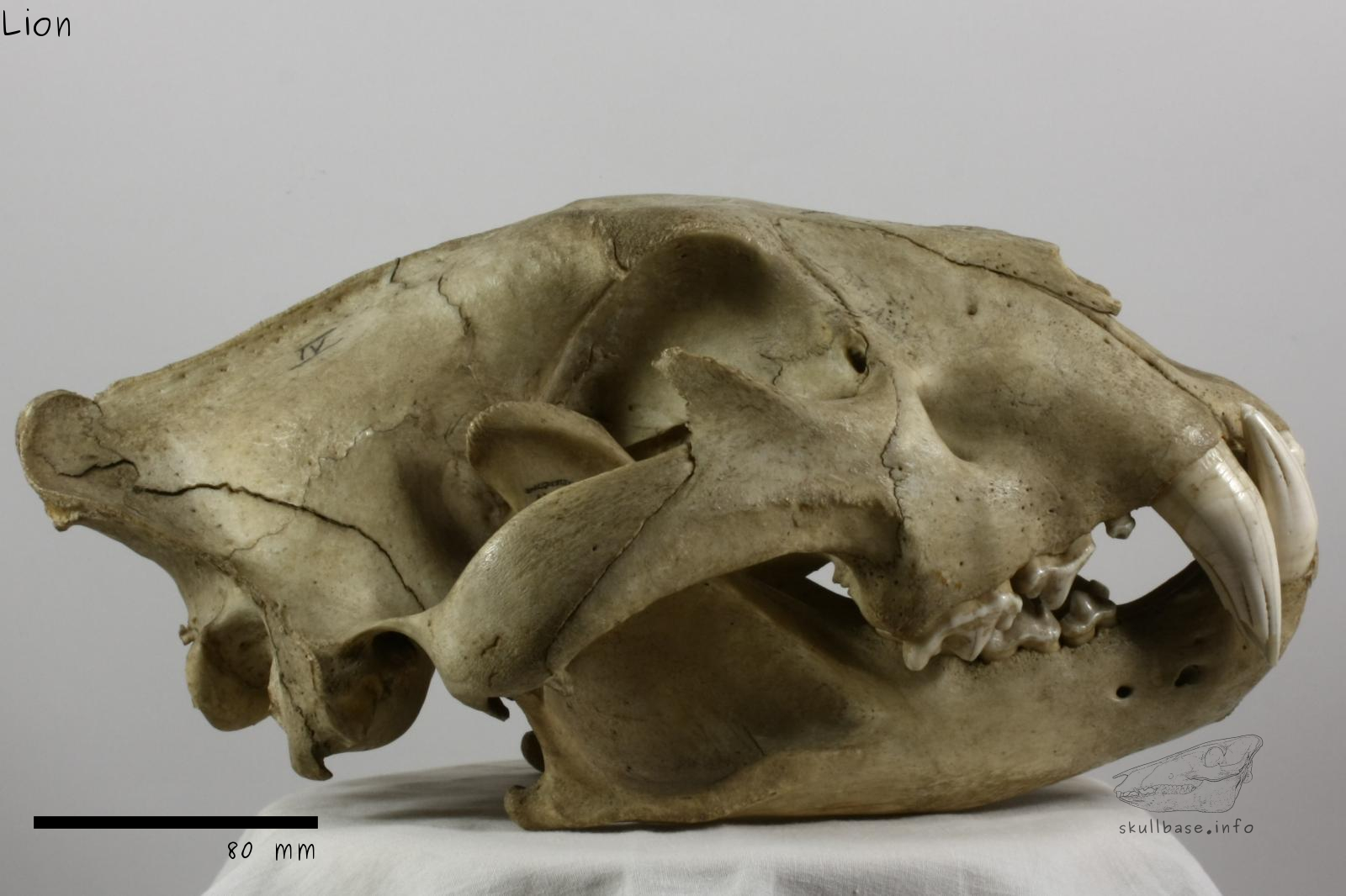 Lion (Panthera leo) skull lateral view