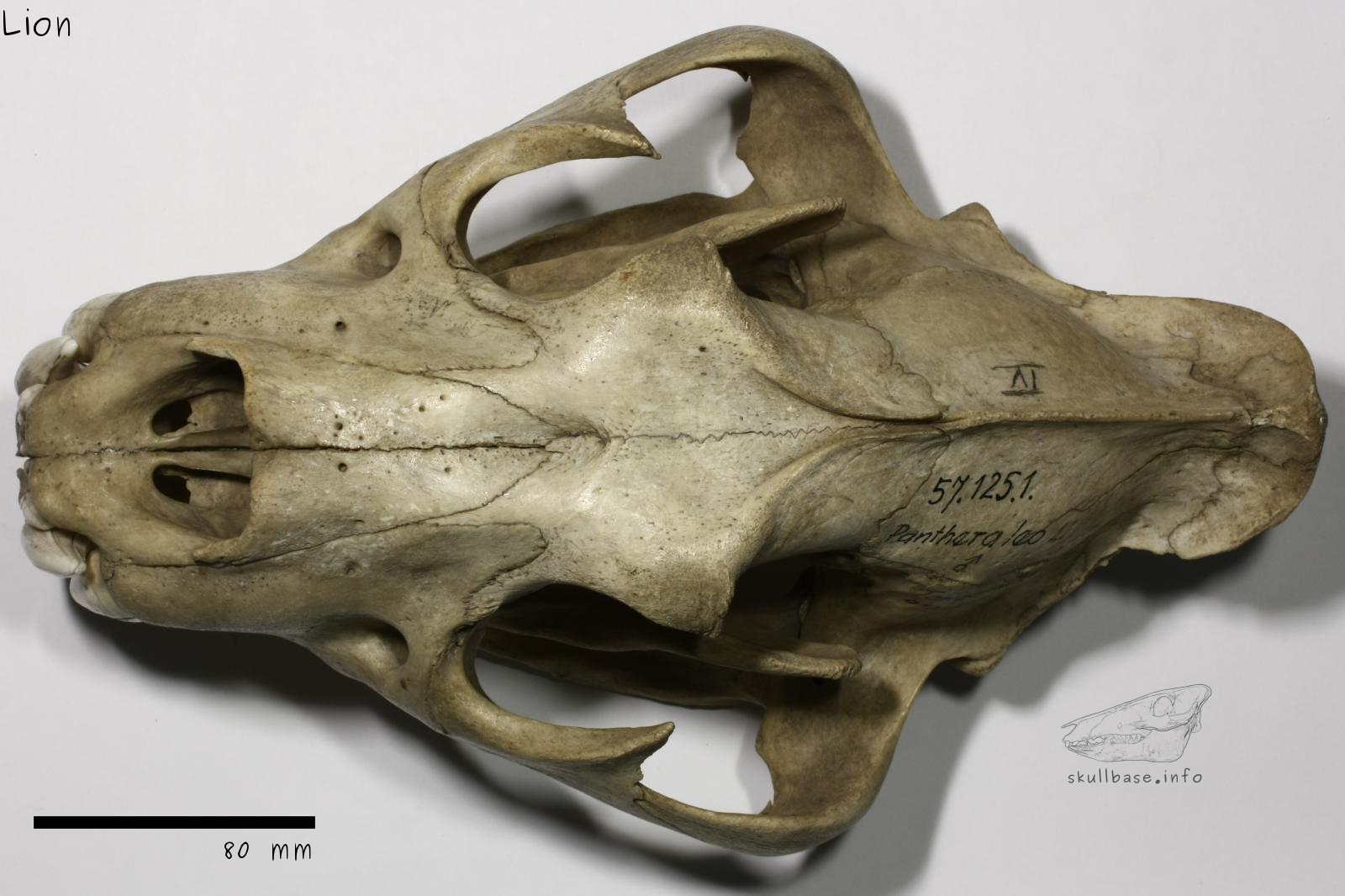 Lion (Panthera leo) skull dorsal view