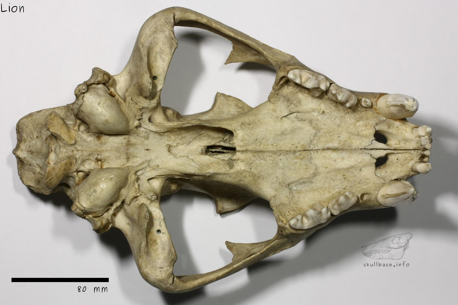 Lion (Panthera leo) skull ventral view