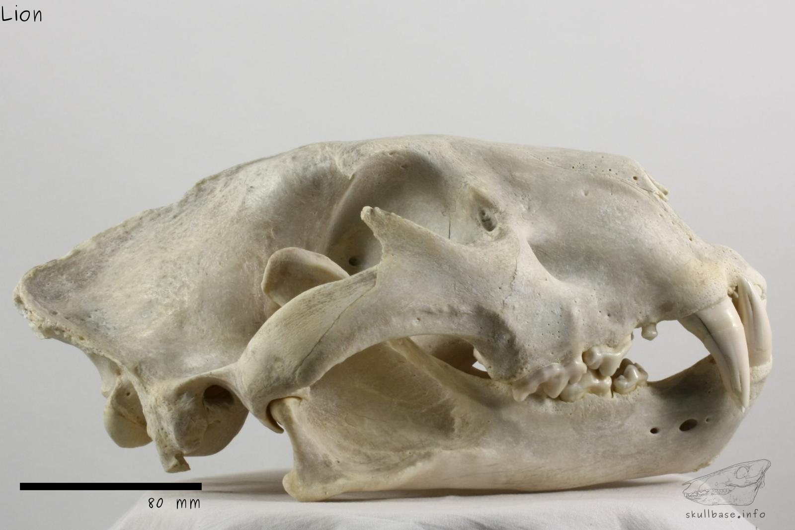 Lion (Panthera leo melanochaita) skull lateral view