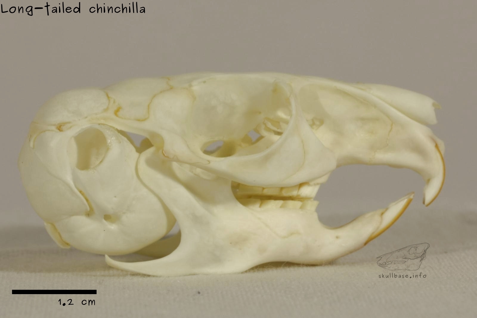 Long-tailed chinchilla (Chinchilla lanigera) skull lateral view