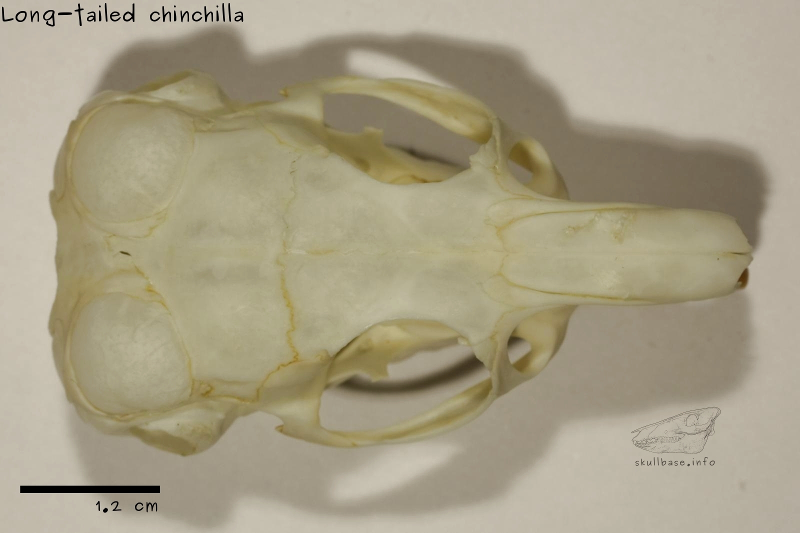 Long-tailed chinchilla (Chinchilla lanigera) skull dorsal view